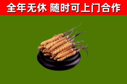 界首烟酒回收冬虫夏草.jpg